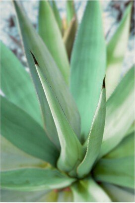 Alan Blaustein Agave Succulent #1 Canvas Art - 19.5 x 26