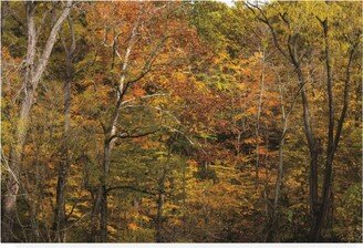 Kurt Shaffer Photographs Autumn colors in a November Forest Canvas Art - 15.5 x 21