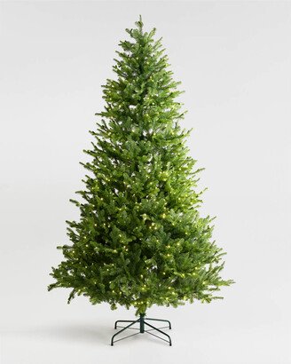 Fraser Fir Christmas Tree-AA