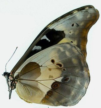Rarely Offered Unmounted Morpho Helena Female - Satipo Ready To Rehydrate It