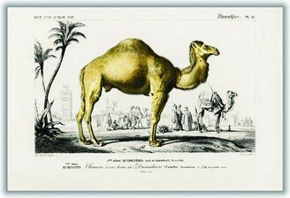 Stanley Print House Camel