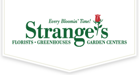 Stranges Promo Codes & Coupons