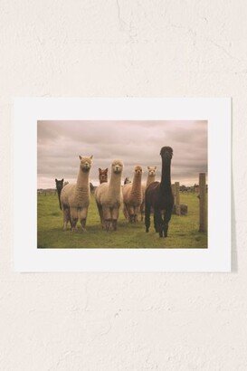 Alisha KP Alpacas At Tio Farm Art Print