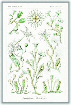Stanley Print House Campanariae–Glockenpolnpen By Ernst Haeckel