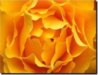 Hypnotic Yellow Rose by Kurt Shaffer Canvas Art - 47 x 35